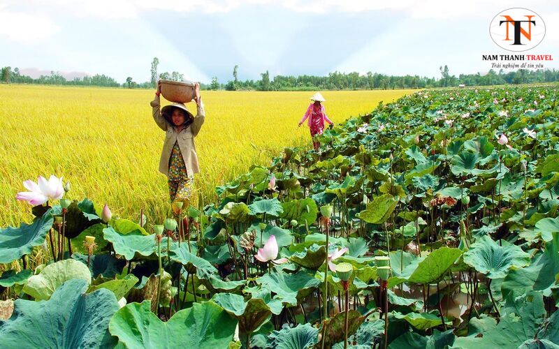 Đồng Tháp là tỉnh thuộc khu vực đồng bằng sông Cửu Long Đồng Tháp là tỉnh thuộc khu vực đồng bằng sông Cửu Long