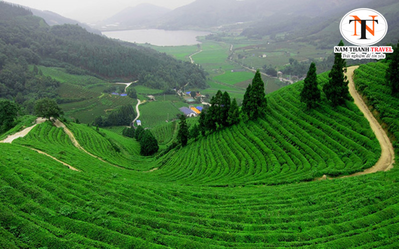 Đồi chè Tân Cương