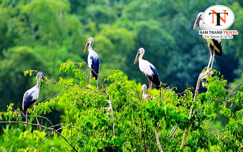 Vườn c&ograve; T&acirc;n Long