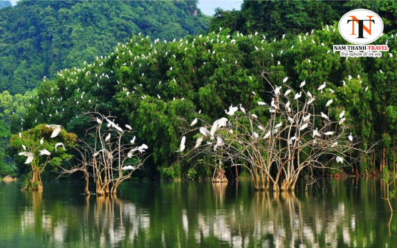 Sân chim Vàm Hồ Sân chim Vàm Hồ