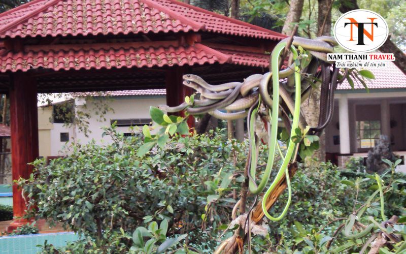 Trại rắn Đồng Tâm Trại rắn Đồng Tâm