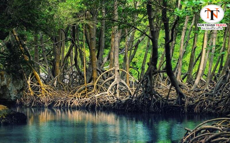 Lâm ngư trường 184 Lâm ngư trường 184