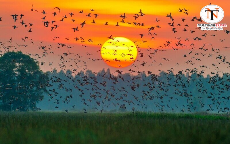 Sân chim Ngọc Hiển Sân chim Ngọc Hiển