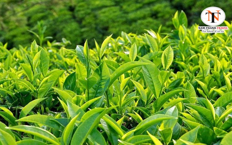 Chè Mộc Châu Chè Mộc Châu