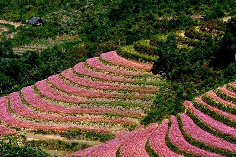 H&igrave;nh ảnh hoa tam gi&aacute;c mạch biểu tượng