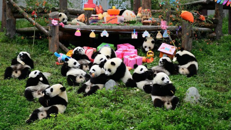 Khu bảo tồn gấu tr&uacute;c lớn nhất ở Th&agrave;nh Đ&ocirc;