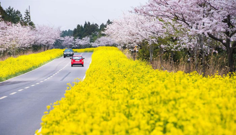 M&ugrave;a xu&acirc;n l&agrave; thời điểm rực rỡ nhất tr&ecirc;n đảo