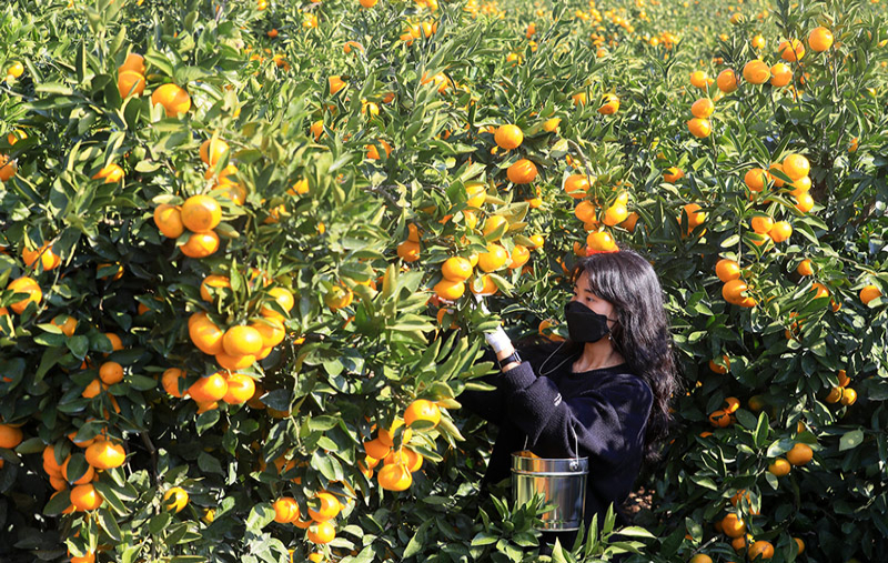 Qu&yacute;t Jeju - Đặc sản nổi tiếng thế giới