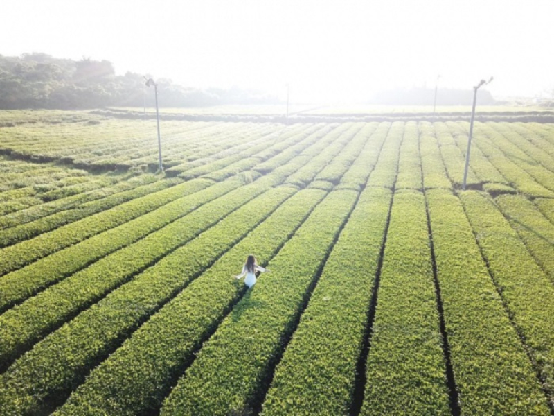 C&aacute;nh đồng tr&agrave; xanh O&rsquo;Sulloc