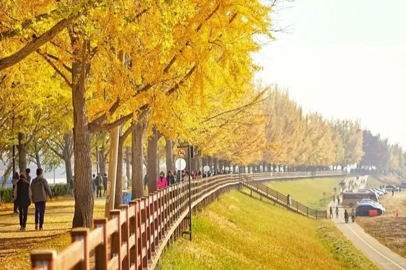 Du lịch H&agrave;n Quốc theo tour trọn g&oacute;i tại Nam Thanh Travel